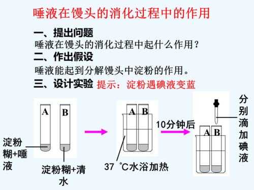 唾液怎么科技制造的（唾液是怎么形成的呢）