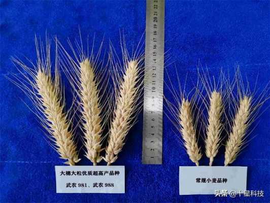 凭空制造小麦的科技（小麦能制成什么）